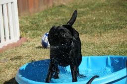lillysplash1