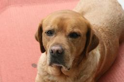 tilly1